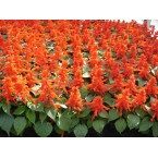 Salvia Vermelha